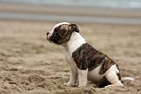 BOULEDOGUE AMERICAIN 249